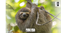 A sloth hanging from a tree branch in a lush, green forest environment.