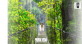A person is walking on a rope bridge in a lush, green forest, surrounded by tall trees and dense foliage.