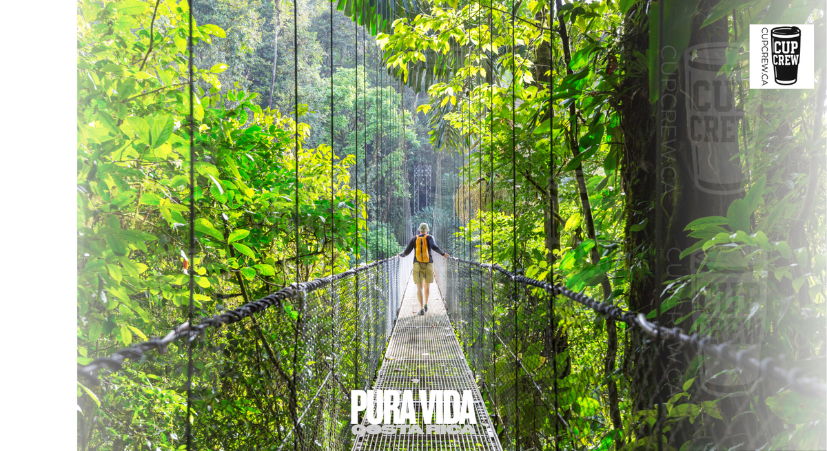 A person is walking on a rope bridge in a lush, green forest, surrounded by tall trees and dense foliage.